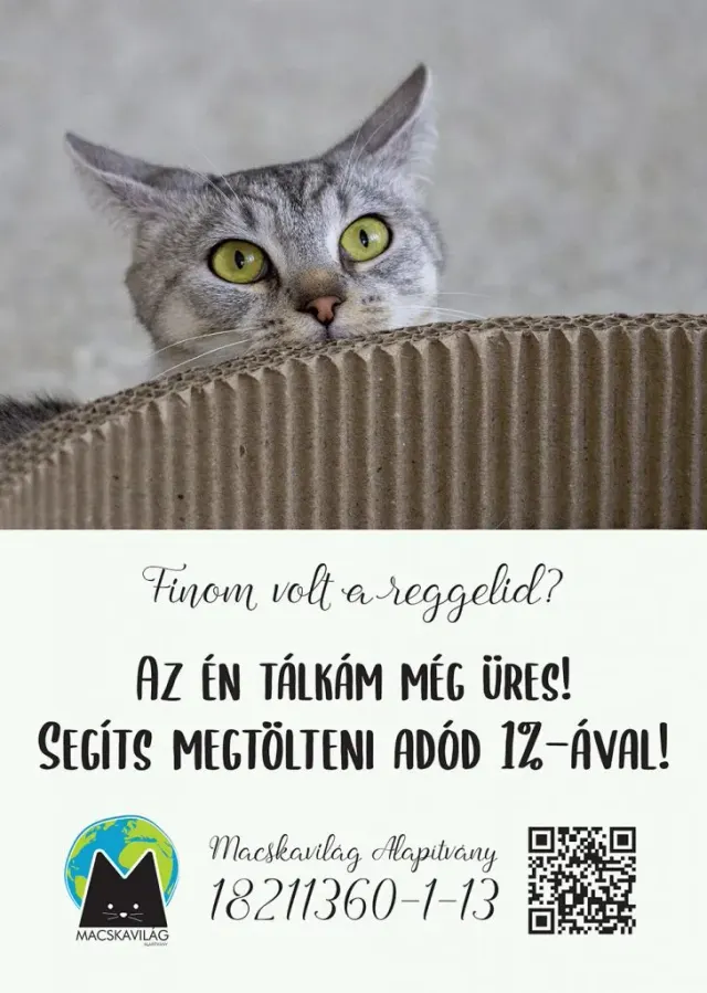 BookNoFees : Café – Cat Café – Budapest – Cat Café, photo n° 3