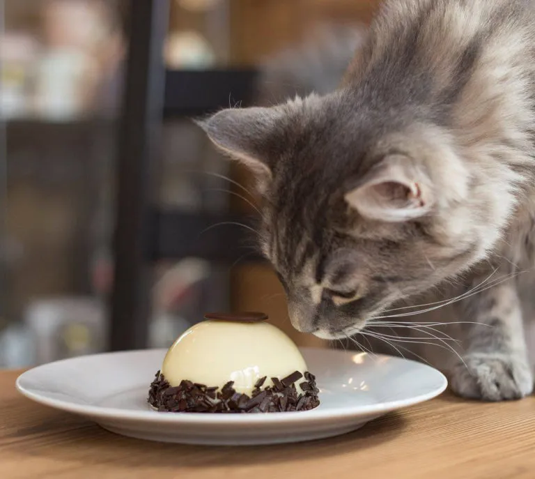 BookNoFees : Café – Cat Café – Budapest – Cat Café, photo n° 1