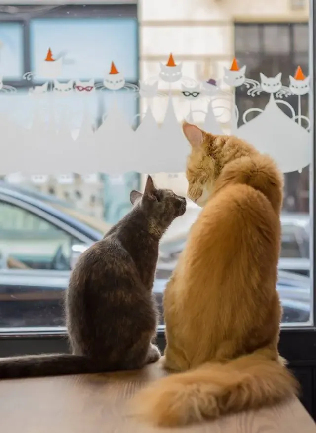 BookNoFees : Café – Cat Café – Budapest – Cat Café, photo n° 2