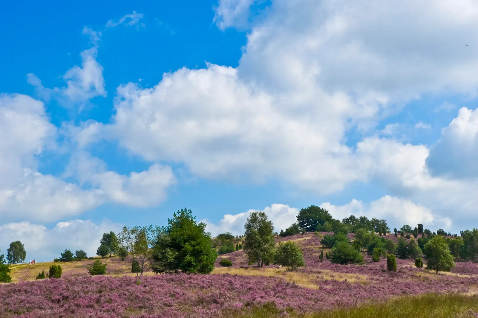 Guide BookNoFees de la Basse-Saxe, Allemagne : landes du Wilseder Berg dans la lande de Lunebourg.