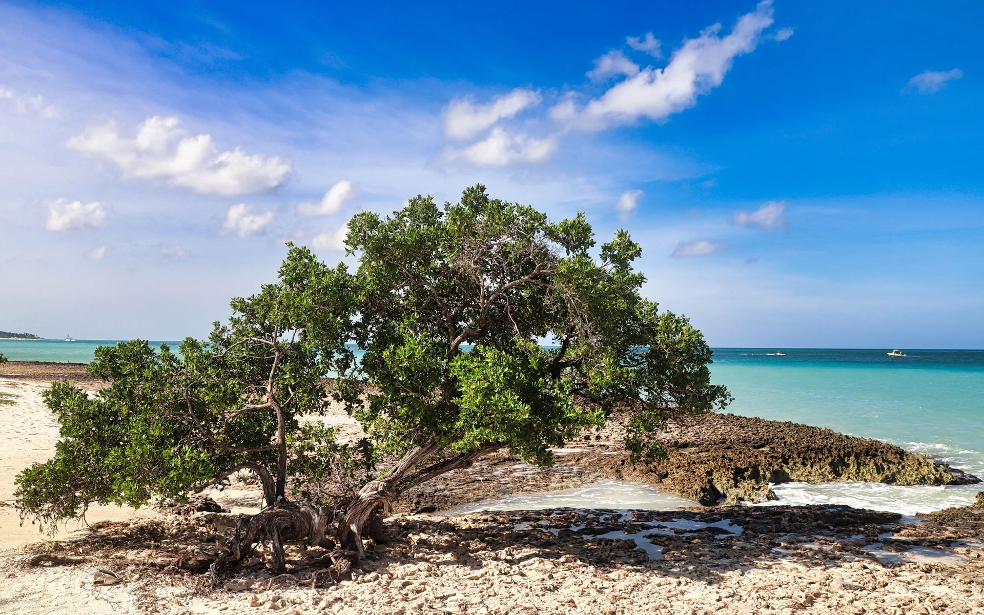 Arbre Divi-Divi sur la plage d'Oranjestad, à Aruba