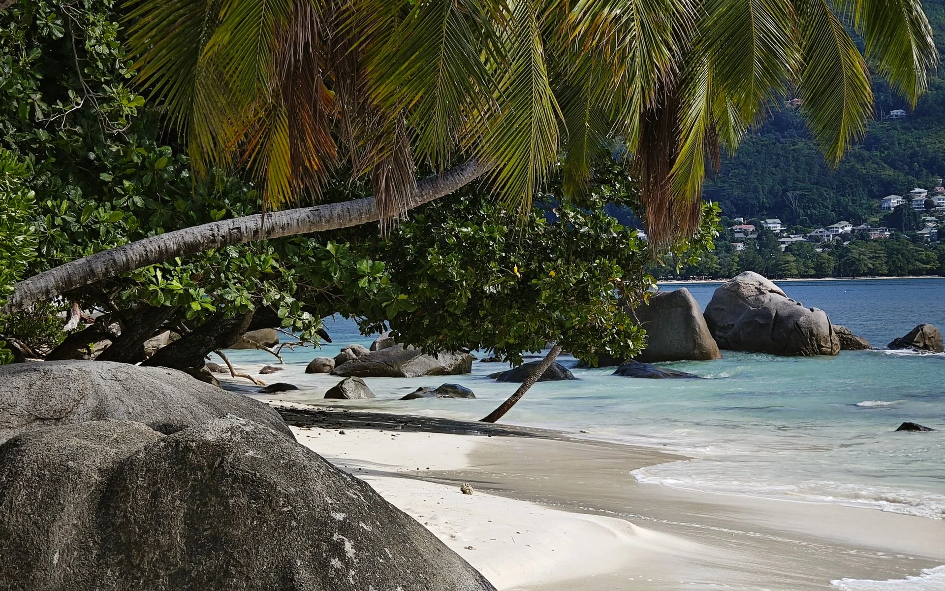 Palmiers et rochers sur la plage de Beau Vallon